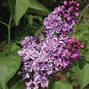 SENSATION FRENCH LILAC (SYRINGA VULGARIS 'SENSATION') SENSATION FRENCH LILAC (SYRINGA VULGARIS 'SENSATION')