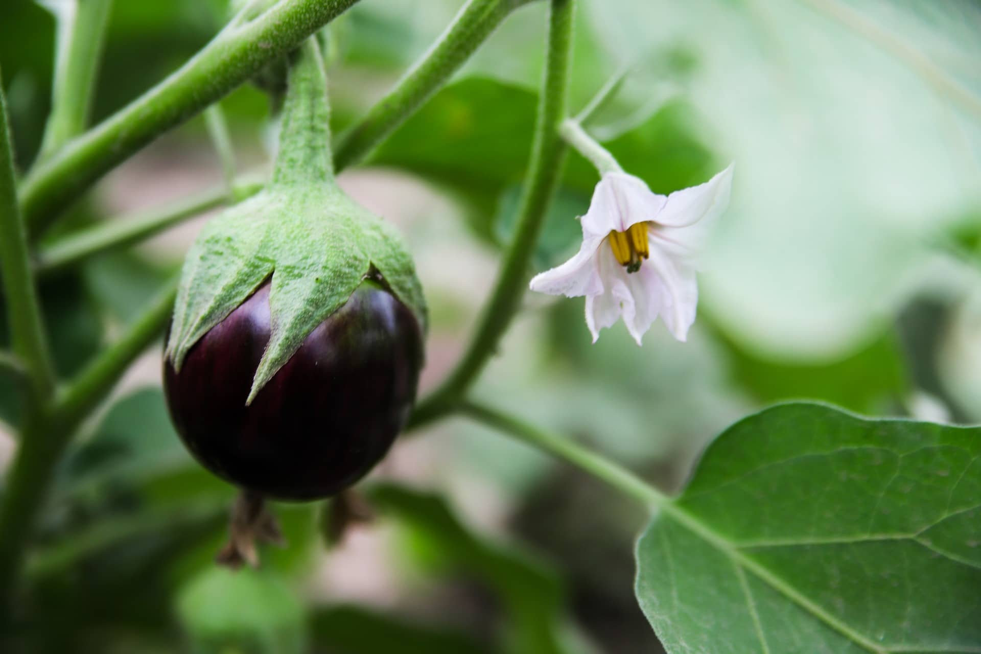 SEVANTHAMBATTI BRINJAL
