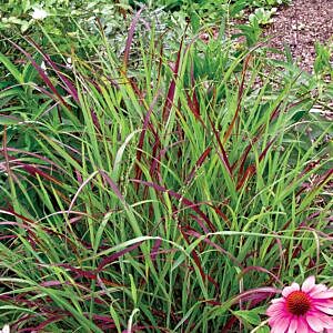 SHENANDOAH SWITCH GRASS (PANICUM VIRGATUM 'SHENANDOAH')