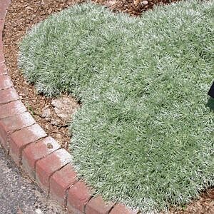 SILVER MOUND ARTEMESIA (ARTEMISIA SCHMIDTIANA 'SILVER MOUND')