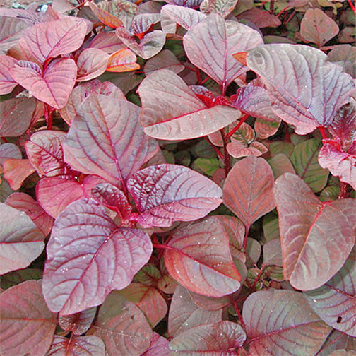 SIRU KEERAI RED ( TROPICAL AMARANTHUS )
