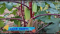 Ladies Finger - Short Paruman ( பச்சை பருமன் குட்டை வெண்டை )