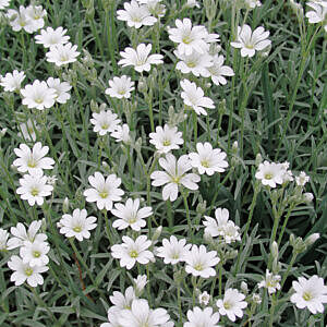 SNOW IN SUMMER (CERASTIUM TOMENTOSUM) SNOW IN SUMMER (CERASTIUM TOMENTOSUM)