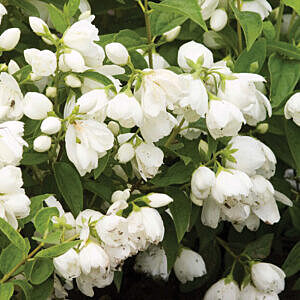 SNOWBELLE MOCKORANGE (PHILADELPHUS X 'SNOWBELLE')