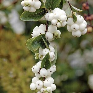 SNOWBERRY (SYMPHORICARPOS ALBUS)