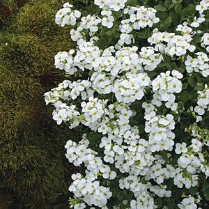 SNOWCAP WHITE ROCK CRESS (ARABIS CAUCASICA 'SNOWCAP') SNOWCAP WHITE ROCK CRESS (ARABIS CAUCASICA 'SNOWCAP')