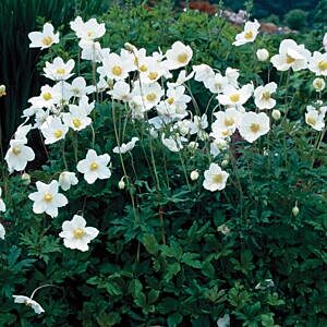 SNOWDROP ANEMONE (ANEMONE SYLVESTRIS)