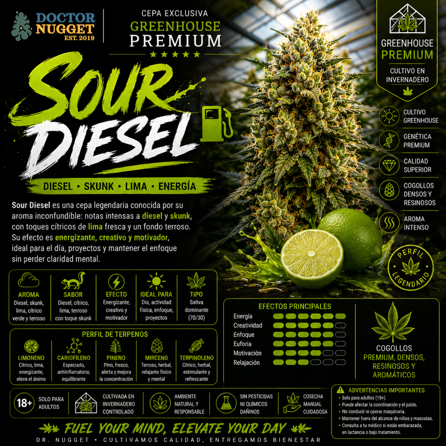 Sour Diesel Greenhouse Premium