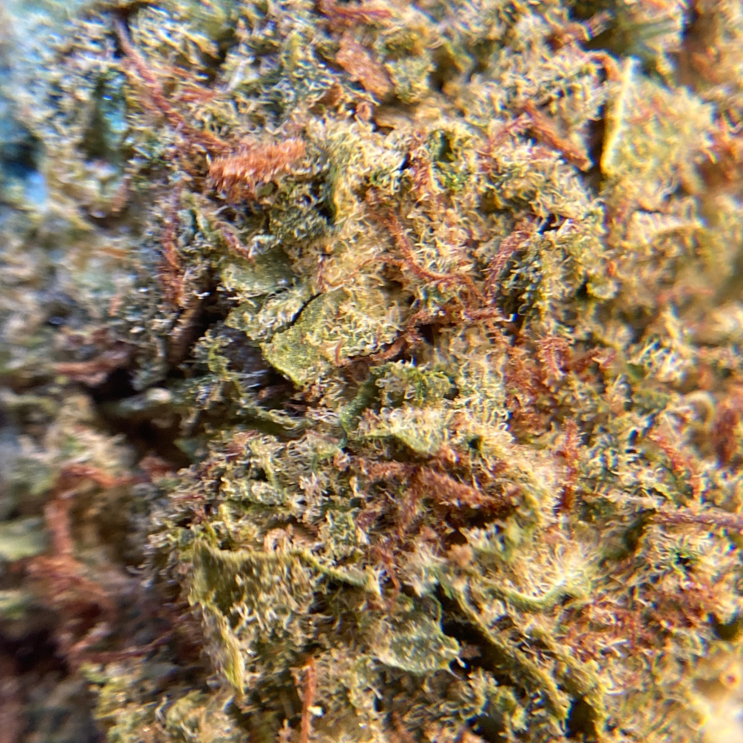 Sour Diesel Greenhouse Premium