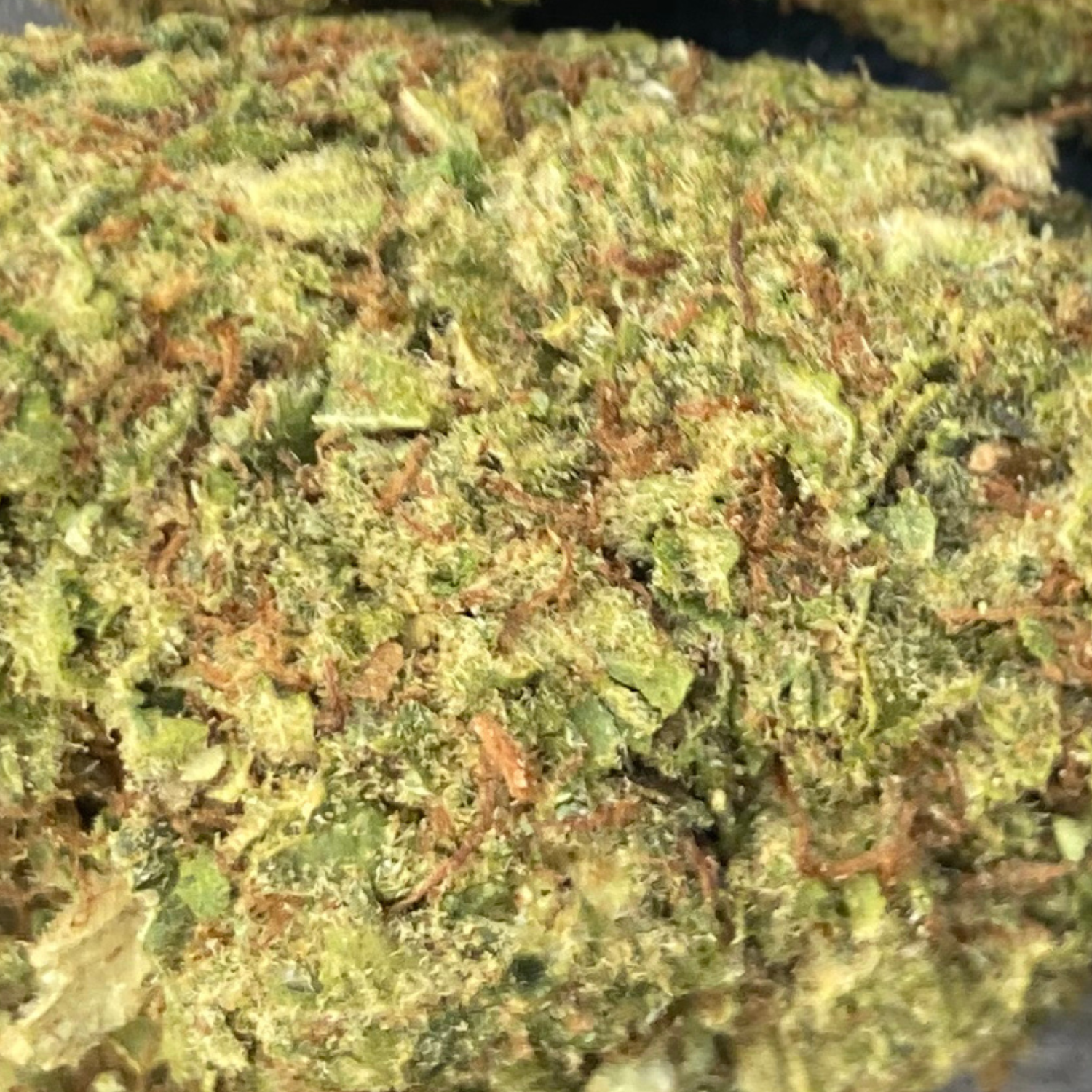 Sour Diesel Greenhouse Premium