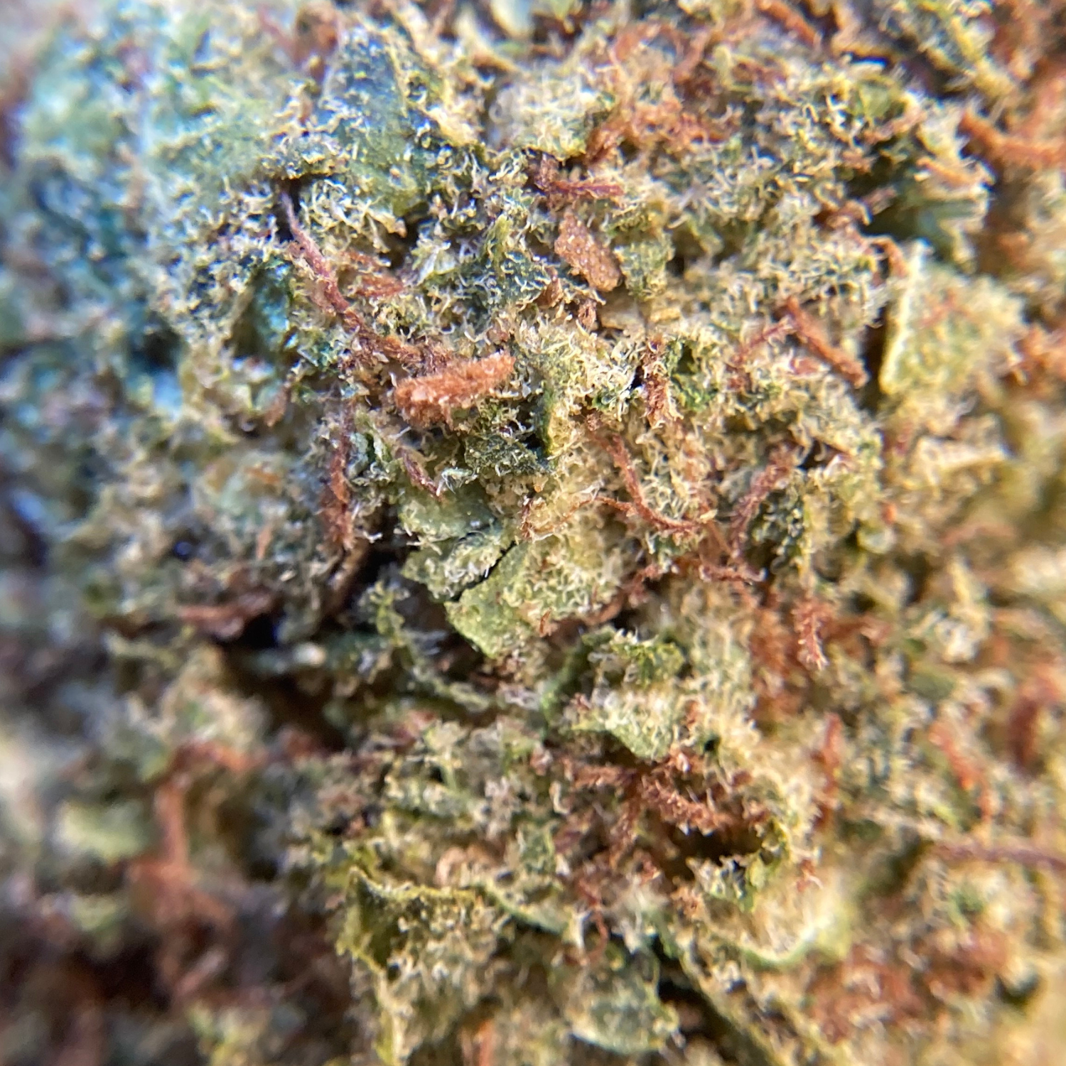 Sour Diesel Greenhouse Premium