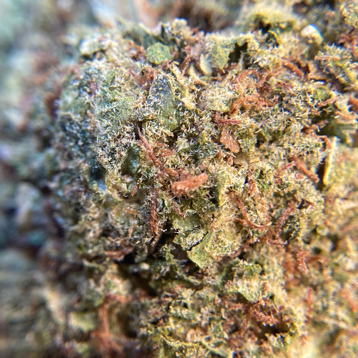 Sour Diesel Greenhouse Premium
