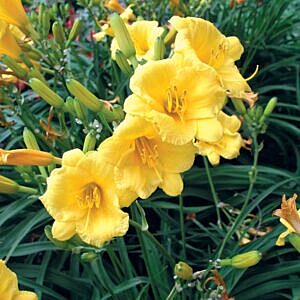 STELLA D'ORO DAYLILY (HEMEROCALLIS 'STELLA D'ORO') STELLA D'ORO DAYLILY (HEMEROCALLIS 'STELLA D'ORO')