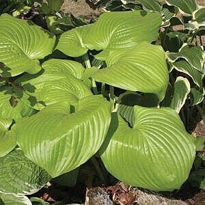 SUM AND SUBSTANCE HOSTA (HOSTA 'SUM AND SUBSTANCE') SUM AND SUBSTANCE HOSTA (HOSTA 'SUM AND SUBSTANCE')