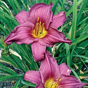 SUMMER WINE DAYLILY (HEMEROCALLIS 'SUMMER WINE')