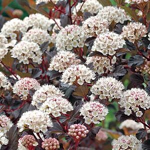 SUMMER WINE® NINEBARK (PHYSOCARPUS OPULIFOLIUS 'SEWARD' )