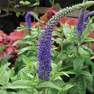 SUNNY BORDER BLUE SPEEDWELL (VERONICA SPICATA 'SUNNY BORDER BLUE')