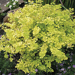 SUNSATION BARBERRY (BERBERIS THUNBERGII 'MONRY)