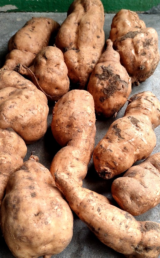 Sweet Potatto Seed