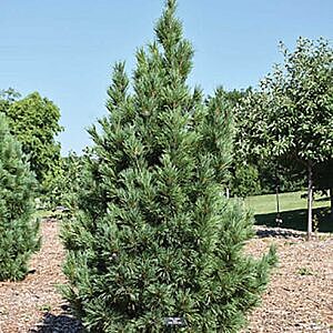 SWISS STONE PINE (PINUS CEMBRA)