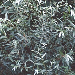 SANDBAR WILLOW (SALIX INTERIOR)