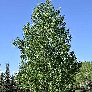 SARGENT'S POPLAR (POPULUS SARGENTII)