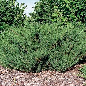 SAVIN JUNIPER (JUNIPERUS SABINA)