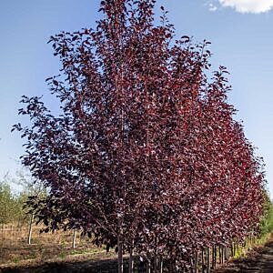 SCHUBERT CHOKECHERRY (PRUNUS VIRGINIANA 'SCHUBERT') SCHUBERT CHOKECHERRY (PRUNUS VIRGINIANA 'SCHUBERT')