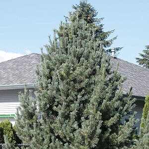 SCOTCH PINE (PINUS SYLVESTRIS)