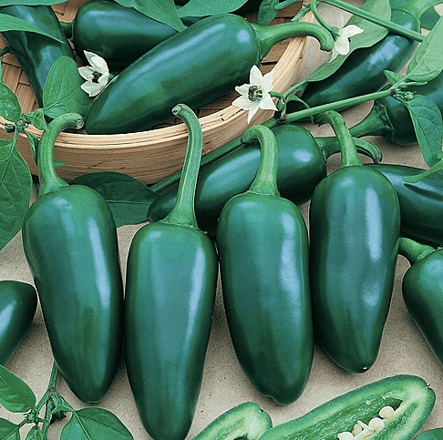 Gigantia Jalapeno Spicy Pepper