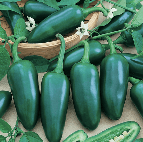 Gigantia Jalapeno Spicy Pepper