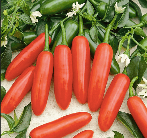 Tampiqueno Serrano Spicy Pepper