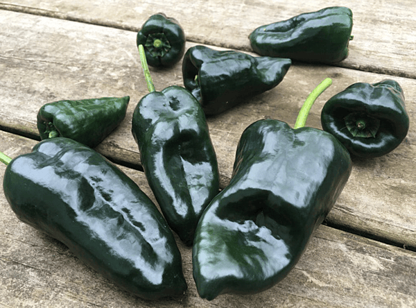 Tam Jalapeno Pepper