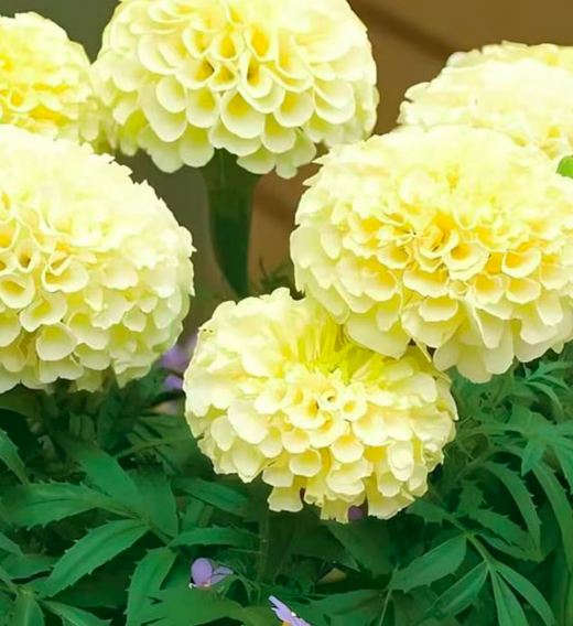 African Marigold Seeds - White