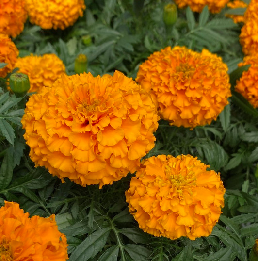African Marigold - Orange