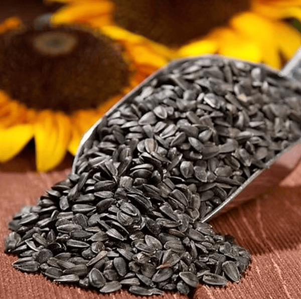 Black Sunflower Seeds