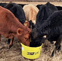 Key-Lix 30% Cattleman's