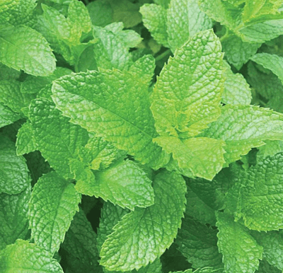 Herbal Tea Kit Herbal Tea Kit