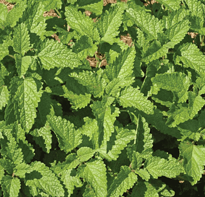 Herbal Tea Kit Herbal Tea Kit