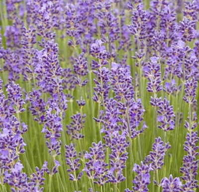 Herbal Tea Kit Herbal Tea Kit