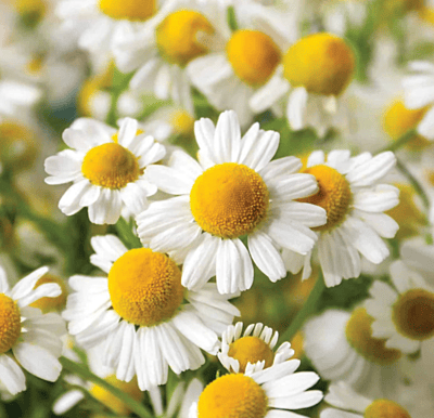 Herbal Tea Kit Herbal Tea Kit