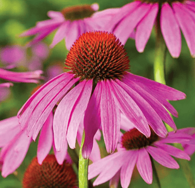 Herbal Tea Kit Herbal Tea Kit