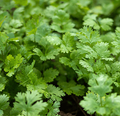 Cooking Herb Kit Cooking Herb Kit