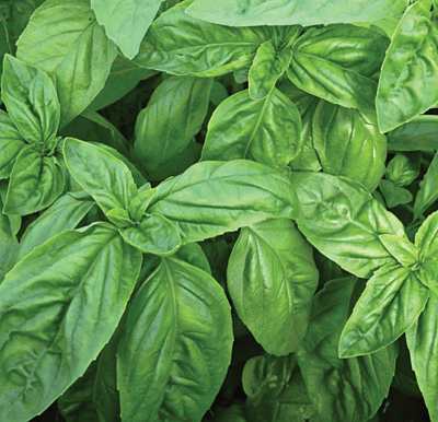 Cooking Herb Kit Cooking Herb Kit