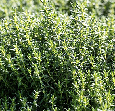 Cooking Herb Kit Cooking Herb Kit