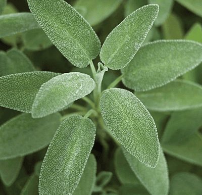 Cooking Herb Kit Cooking Herb Kit