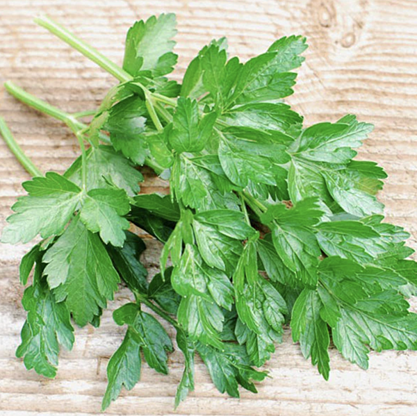 Parsley, Flat Leaf
