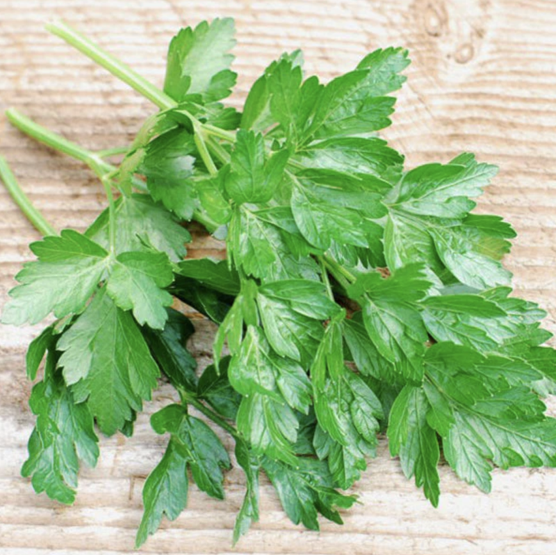 Parsley, Flat Leaf