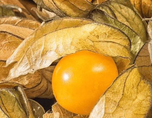 Tomatillo: Ground Cherry Pineapple