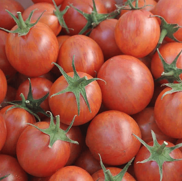 PInk Bumblebee Tomato